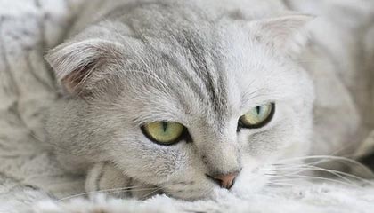 阿里高价上海医保提取2025的最新政策(2025年阿里上海医保怎么提取现金分享)